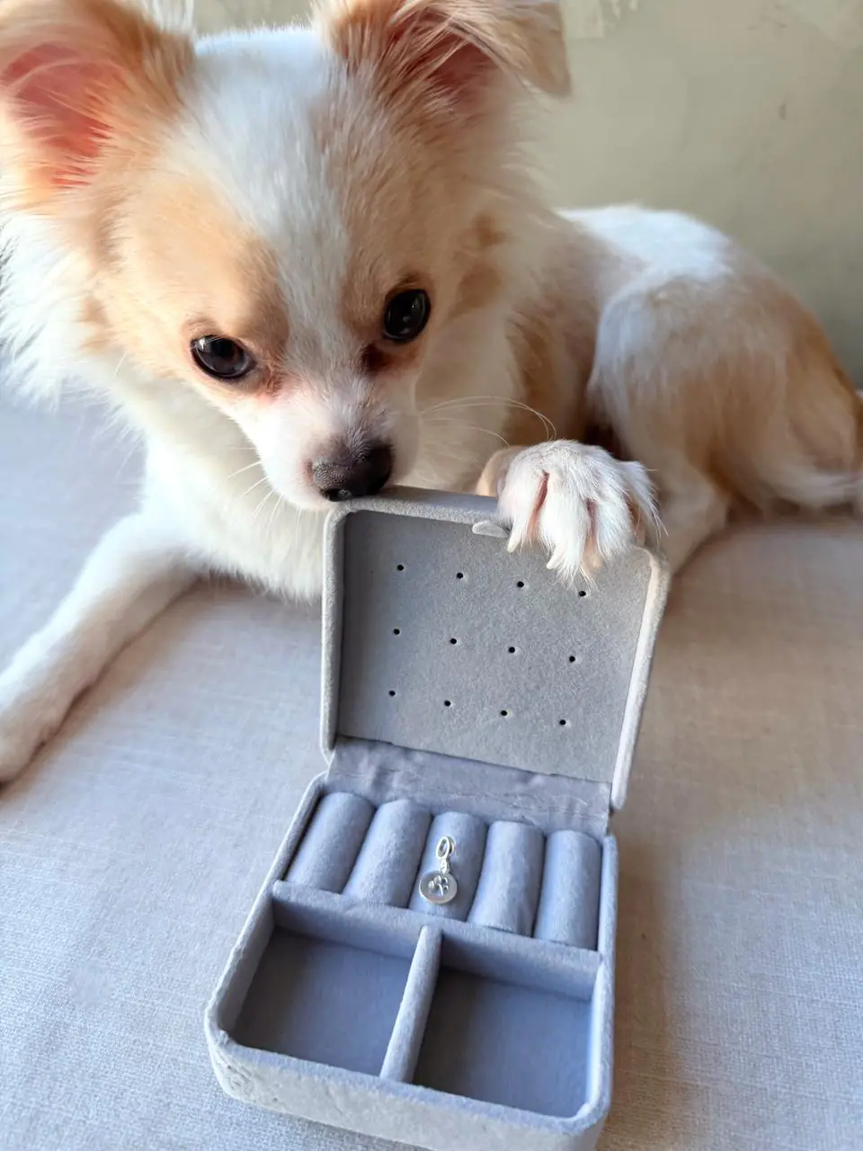 Berloque Medalha Pet - Imagem 2